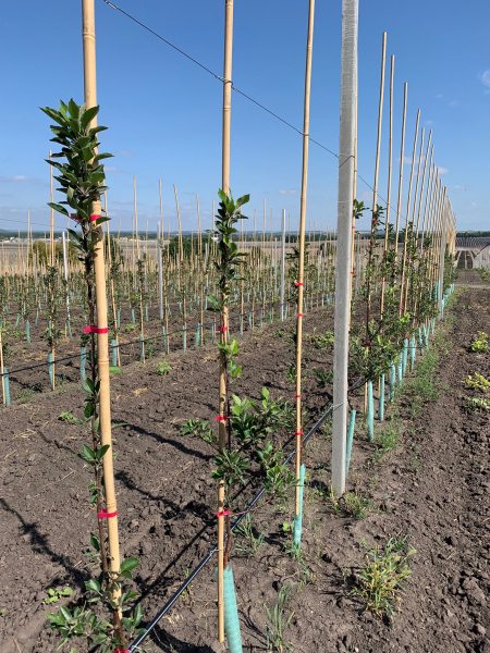 Бамбуковые опоры