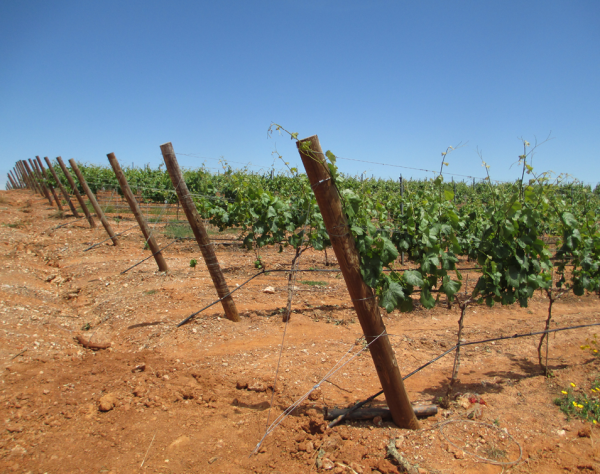 Комплект Gripple GPAK W для виноградника